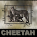 Cheetah - Eenvoudigetekst