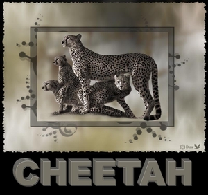 Cheetah - Eenvoudigetekst