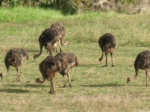 Jonge struisvogels