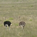 Bontebok National Park - Struisvogels