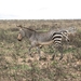 Cape Mountain Zebras op stap