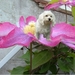 hond op bloem
