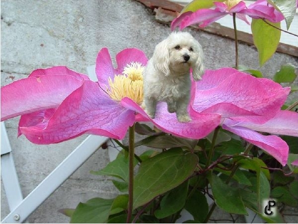 hond op bloem
