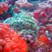 fish-corals-jc3