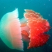 jellyfish-ol3