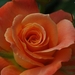 0                                                         rose