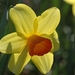 0                                                   daffodil Viet