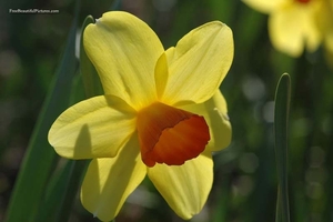 0                                                   daffodil Viet