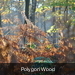 Polygon wood Pics 069