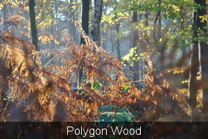 Polygon wood Pics 069
