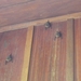 vleermuizen in Mawamba Lodge in Tortuguerro