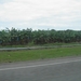 bananenplantages (vanuit rijdend busje)