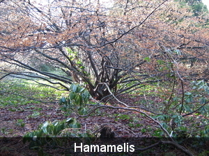 Hamamelis in bloei