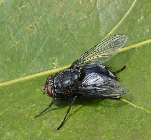 Roodwangbromvlieg (Calliphora vicina).Insect