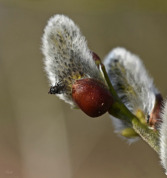 Wilgen katje, Salix, katje