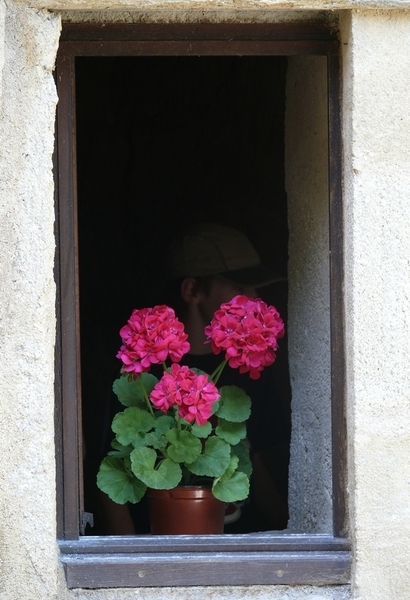 Flower on the Window