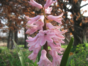 hyacint 2012 006