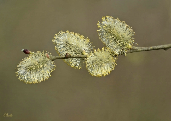 Wilgen katje, Salix, bloem