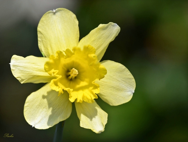 Narcis, Paasbloem, bloem