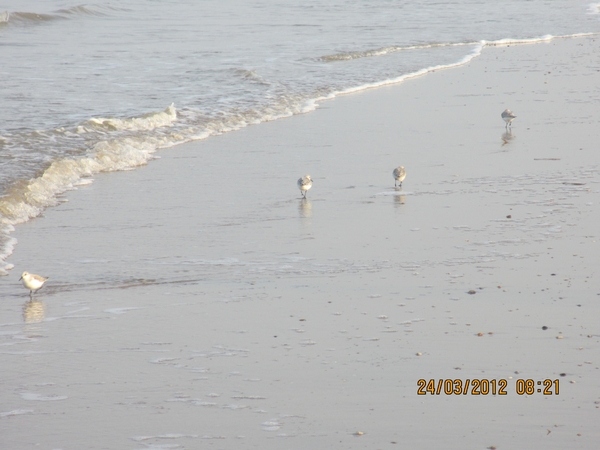 Zandvoort, 21maart 2012, 30 km. wandeltocht 017