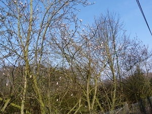 019-Ook de Magnolia komt tot bloei