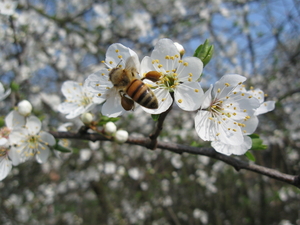 bezige bijen 2012 009