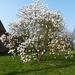 010-Magnolia in bloei
