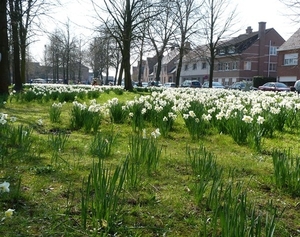 104-Witte narcissen volop in bloei