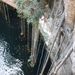 Cenote in Ek Balaam 26 jan-3 feb 2012 216-800