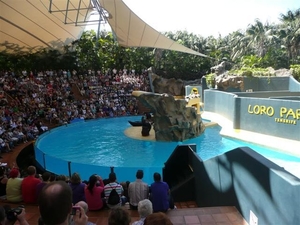 20120308 13u50 2de show in Loro Parque  Spanje Tenerife colon gua