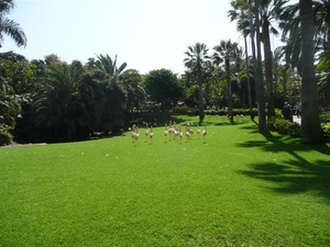 20120308 15u19 Loro Parque  Spanje Tenerife colon guanahani 134