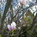 47-Magnolia volop in bloei...