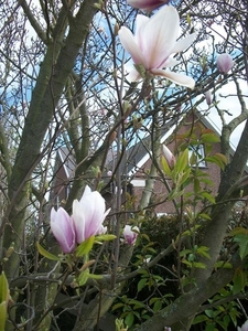 47-Magnolia volop in bloei...