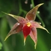 Costa Rica 18 Orchidea (Small)