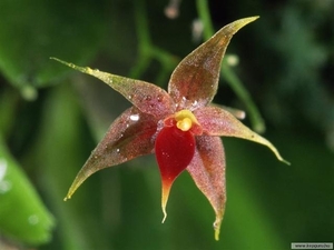 Costa Rica 18 Orchidea (Small)