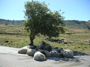 lesbos - schapen in de schaduw van een olijfboom