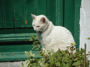 lesbos - witte kat