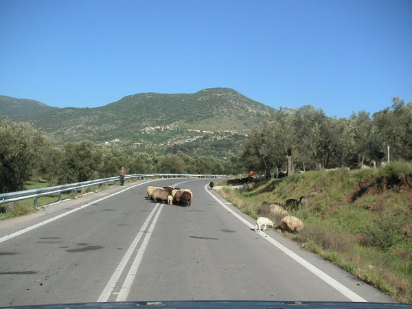 lesbos - schapen over de weg