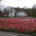 Duizend tulpen