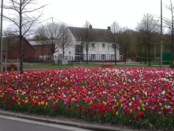 Duizend tulpen