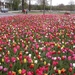 Tulpen in Berendrecht