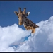 giraffe in de wolken