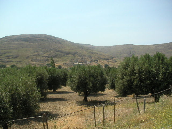 lesbos - olijfbomen