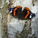 vlinder( atalanta) op berk