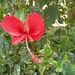 Uganda Hibiscusflower