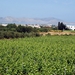 589 Kos Mei 2012 - busrit - wijnproeverij