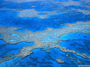 Australia 13 Nagy-korall (Small)