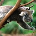 Australia 21 Koala (Small)