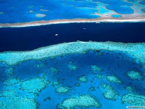 Australia 42 Nagy-korall (Small)