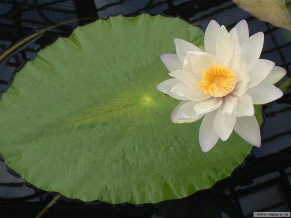 bloem 33 (Small)